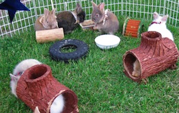 bunnyfun